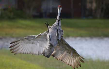 Heron Catch